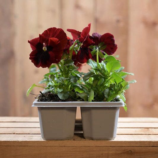 Pansy Red Blotch Six Pack