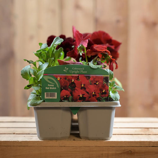 Pansy Red Blotch Six Pack