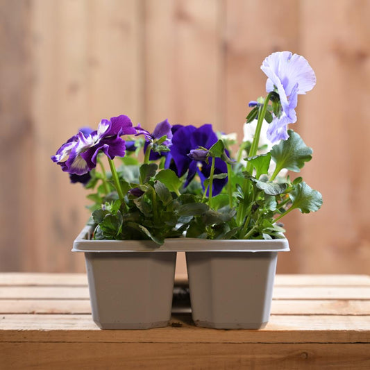 Pansy Rhythm And Blues Mix 6 Pack