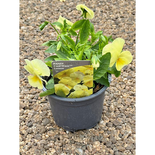 Pansy Trailing Lemon 1L