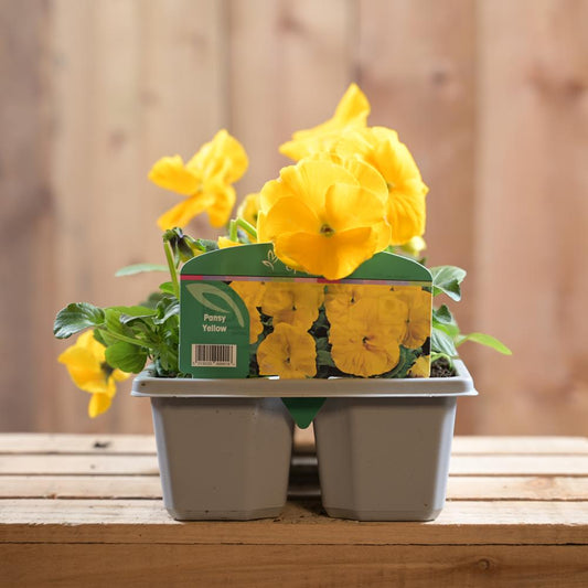 Pansy Yellow 6 Pack
