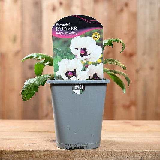 Papaver Orientale Royal Wedding 1L
