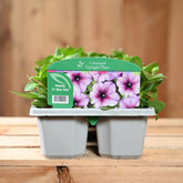 Petunia Blue Vein 6 Pack