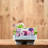 Petunia Double Mixed 6 Pack