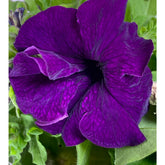 Petunia Purple 6 Pack