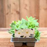 Petunia White 6 Pack