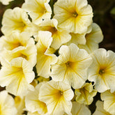 Petunia Yellow 6 Pack