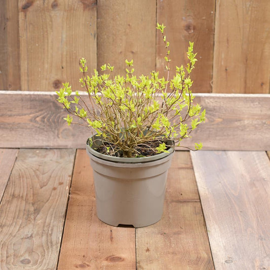 Philadelphus Coronarius 'Aureus' 3L