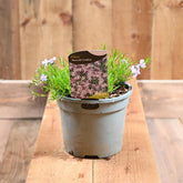 Phlox Subulata Emerald Blue 3L