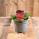 Phlox Subulata Mcdaniels Cushion
