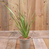 Phormium Apricot Queen 3L