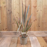 Phormium Rainbow Queen 3L
