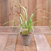 Phormium Yellow Wave 3L