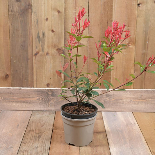Photinia Carre Rouge 3L