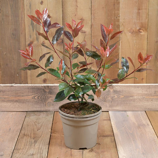 Photinia X Fraseri 'Red Robin' 3L