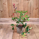 Photinia X Fraseri 'Red Robin' 3L