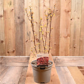 Physocarpus Opulifolius Little Angel 3L