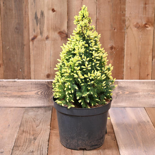 Picea Glauca Daisy's White 7 Litre