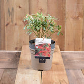 Pieris 'Flaming Silver' 2L