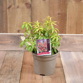 Pieris 'Forest Flame' 2L