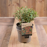 Pieris 'Little Heath' 2L