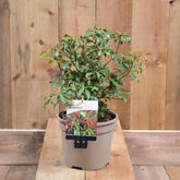 Pieris 'Mountain Fire' 2L