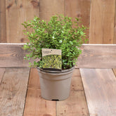 Pittosporum Golf Ball 3L