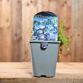 Polemonium Caeruleum 1L