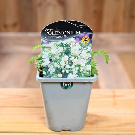 Polemonium Caeruleum Albiflorum 1L