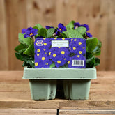 Polyanthus Blue Jumbo 6 Primula