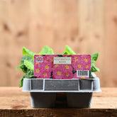 Polyanthus Rose 6 Pack Primula