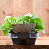 Polyanthus White 6 Pack Primula