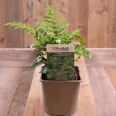 Polystichium Polyblepharum 3L