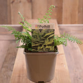 Polystichium Setiferum 'Herren