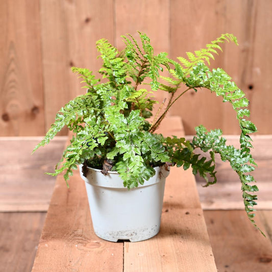 Polystichum Poly Jade 17cm