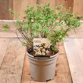 Potentilla Frut. 'Abbotswood' 3L