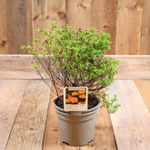 Potentilla Fruticosa Bella Sol 3L