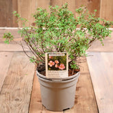 Potentilla Fruticosa Bellisimma 3L
