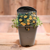 Potentilla Neumanniana 1L