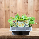Primrose Buttercream 6 Pack Primula