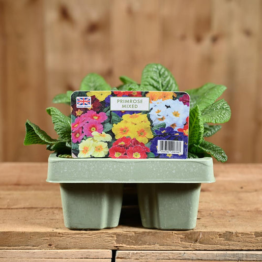 Primrose Mixed Jumbo 6 Primula