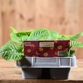 Primrose Purple 6 Pack Primula