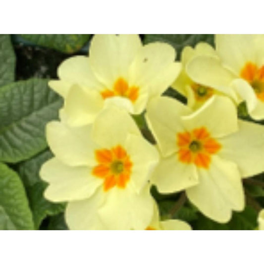 Primrose Woodland Jumbo 6 Primula