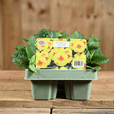 Primrose Yellow Jumbo 6 Primula