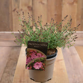 Prostanthera Rosetta 3L