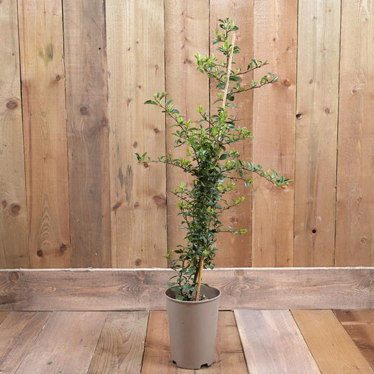 Pyracantha Golden Sun 3Ld