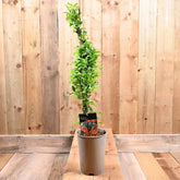 Pyracantha 'Saphyr Orange' 3Ld