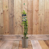Pyracantha 'Saphyr Yellow' 3Ld