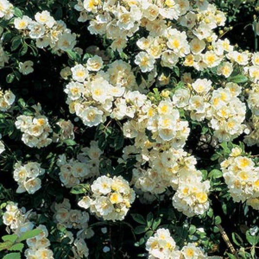 Rambling Rector Rose 4L