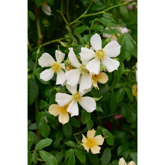 Rambling Rose Wedding Day 4L